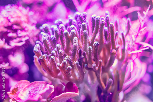 Beautiful coral reefs in aquarium . Underwater awesome nature