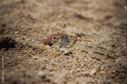 crab on sand