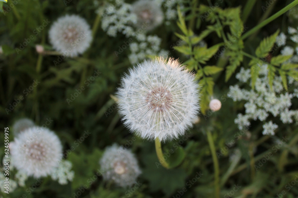 White fluffy dandelion in green grass, blooming wildflowers, beautiful delicate flowers White fluffy dandelion in green grass, blooming wildflowers, beautiful delicate flowers