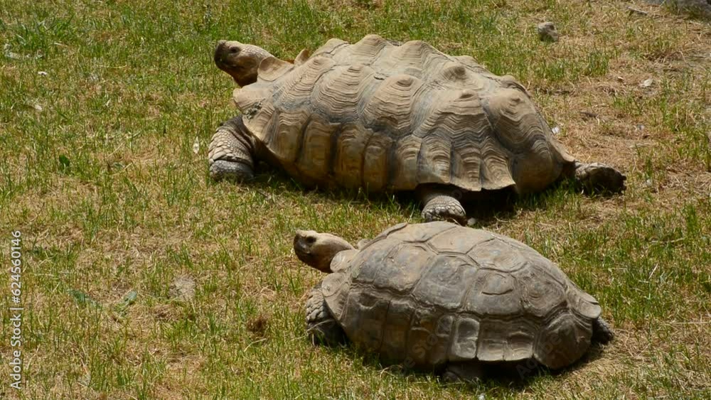 Parc animalier - Tortues	