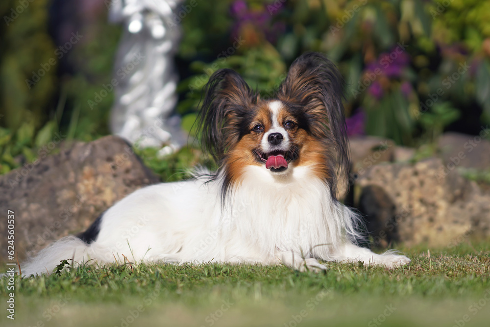 Adorable white and sable Continental Toy Spaniel (Papillon dog) posing outdoors in a garden lying down on a green lawn in summer