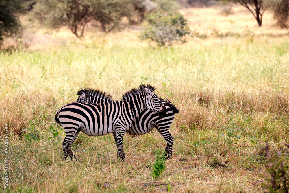 Burchell´s Zebra in Tarangire National Park, Tanzania, Africa Burchell´s Zebra in Tarangire National Park, Tanzania, Africa