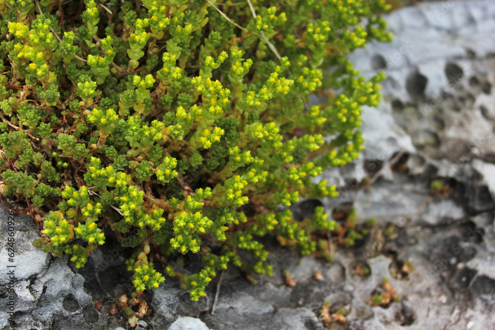 Bright green plant on a rock near the sea, jade, saxifrage, moss