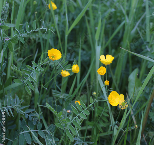 Yellow ranunculus in green grass, blooming meadow grass by the sea