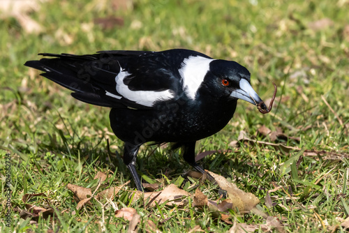 Australian Magpie catching a worm