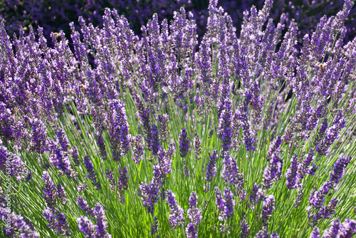 closeup of fresh lavender petals backlit in the afternoon sun