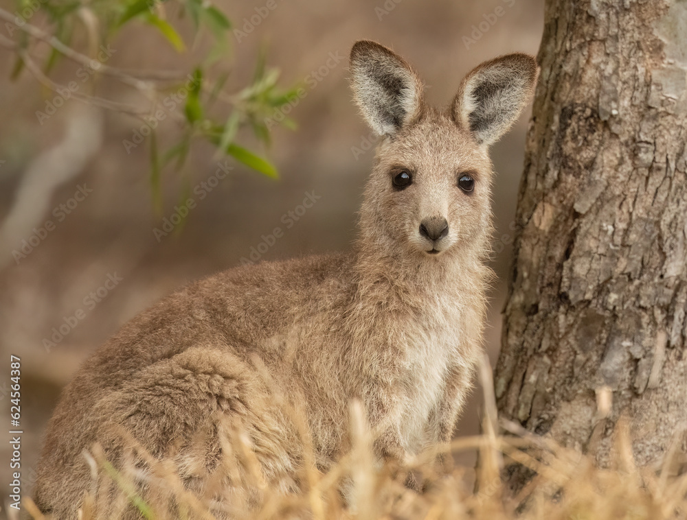 Eastern Grey Kangaroo ( macropus giganteus) with its ears pricked up and being alert in the wild at the Gold Coast, Australia. Eastern Grey Kangaroo ( macropus giganteus) with its ears pricked up and being alert in the wild at the Gold Coast, Australia.