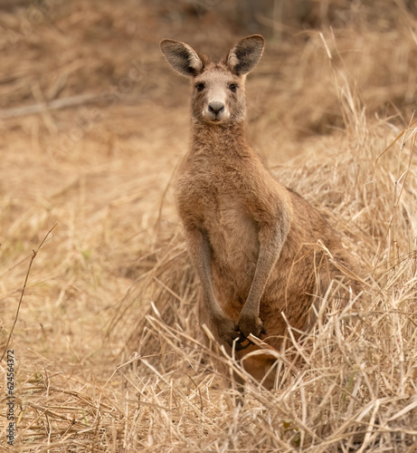 Eastern Grey Kangaroo ( macropus giganteus) with its ears pricked up and being alert in the wild at the Gold Coast, Australia.	