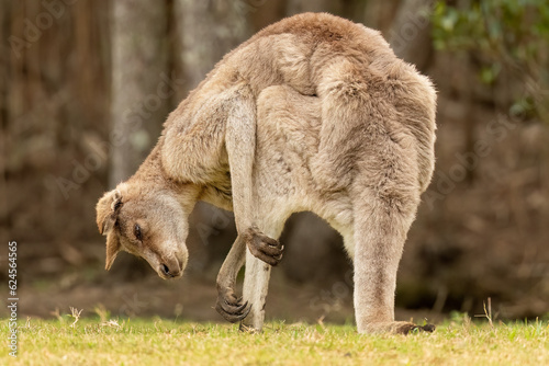 Eastern grey Kangaroo (macropus giganteus} having a good scratch in the Gold Coast, Australia.