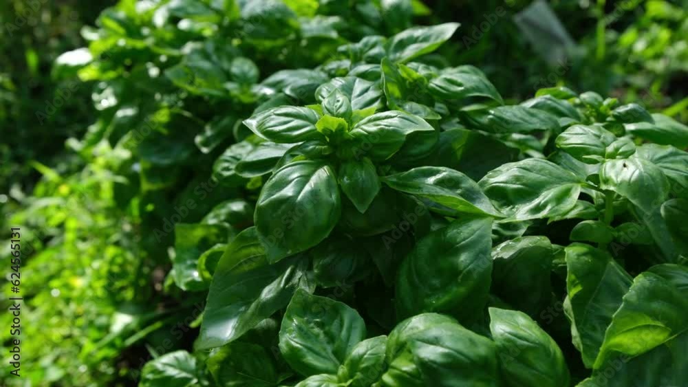 Close up and moving away camera from from basil plants or herbs growing in pesticide free garden Close up and moving away camera from from basil plants or herbs growing in pesticide free garden