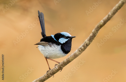 Superb Fairy-wren (Malurus cyaneus) male wren perching on a branch in beautiful light with a clear isolated background and copy space for text.