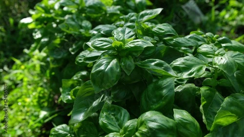 Close up and moving away camera from from basil plants or herbs growing in pesticide free garden