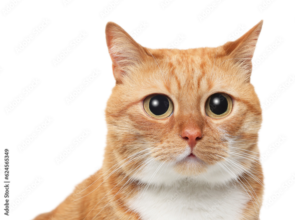Funny pet. Cute cat with big eyes on white background