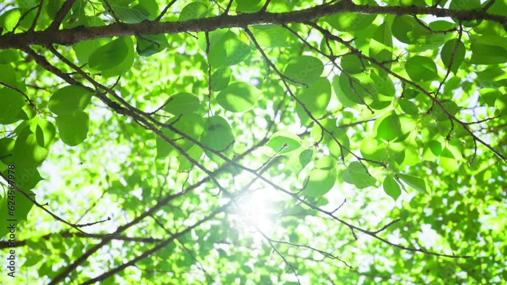 Slow motion sakura branches leaves with light breeze in spring, on a sunny day Slow motion sakura branches leaves with light breeze in spring, on a sunny day