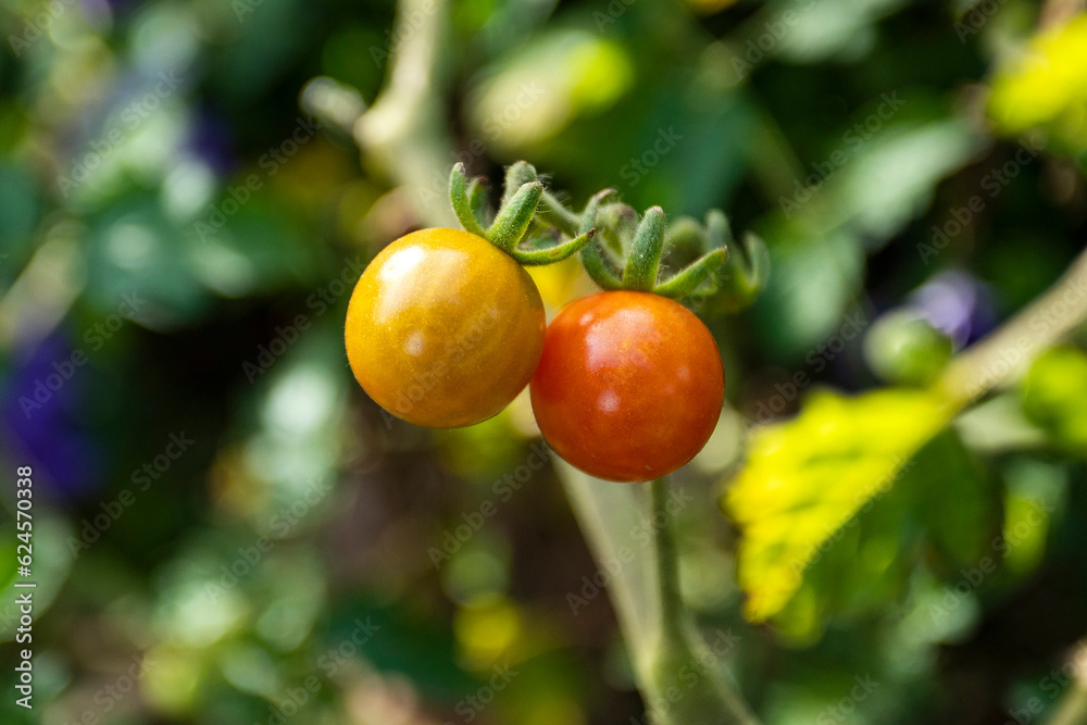 Ripe, organic tomatoes on the plant - Solanum sect. Lycopersicon