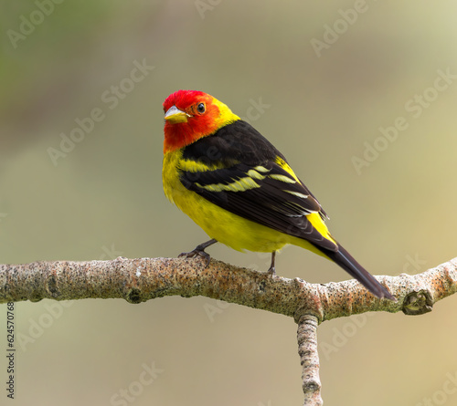 A male Western Tanager shows off his striking colors.