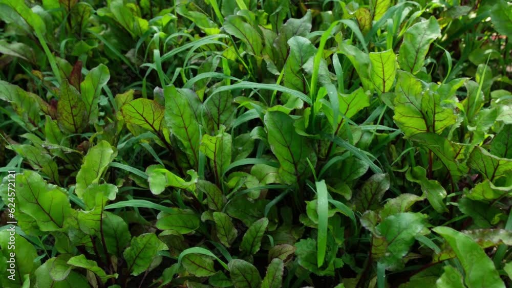 Close up while slowly moving camera above red beet chard growing in pesticide free organic garden. Close up while slowly moving camera above red beet chard growing in pesticide free organic garden.