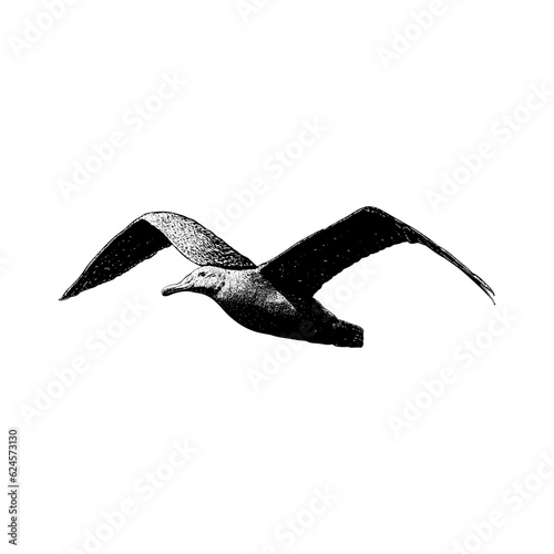 Albatross hand drawing vector isolated on background.