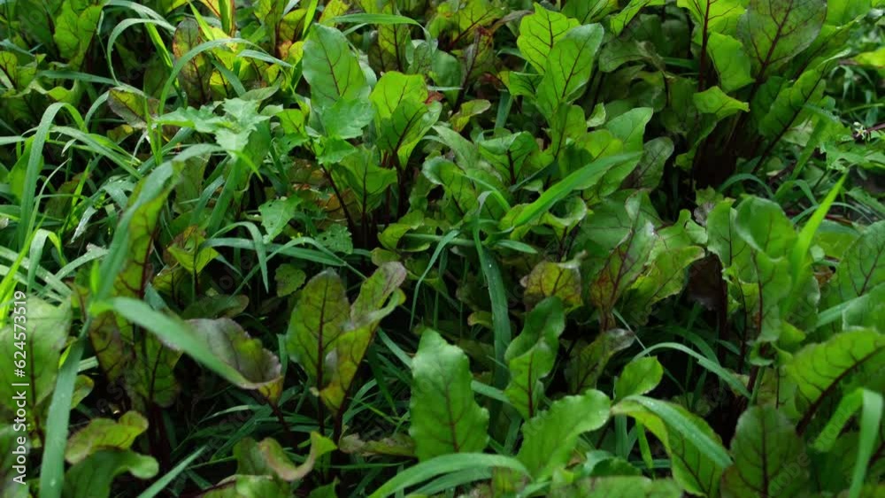 Close up while moving camera above red beet chard growing in pesticide free organic garden. Close up while moving camera above red beet chard growing in pesticide free organic garden.