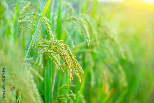 Close-up of a rice plant in the rice field