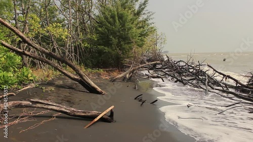 Beach abrasion or erosion causes trees to fall and the shoreline to be damaged due to big waves from the sea. 