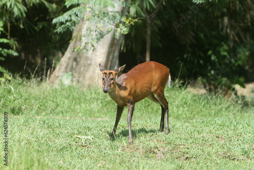 deer in the forest