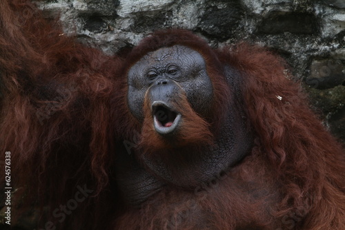 Orangutan © Pitokung