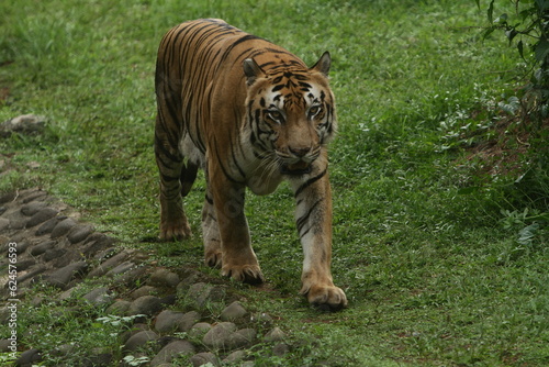 tiger in the zoo