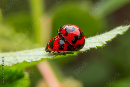 ladybug on a leaf © sudtawee