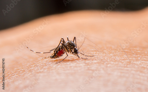 mosquito on the skin, Dangerous mosquito-borne malaria, dengue fever, Zika virus, a contagious disease carried by mosquitoes. photo