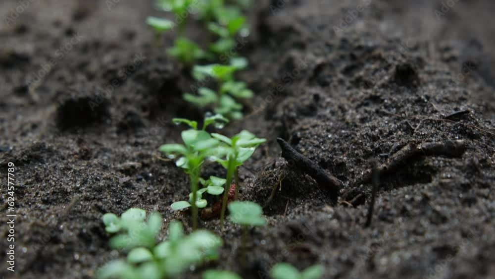 Extreme close up while  moving camera through germinated row of lettuce.
