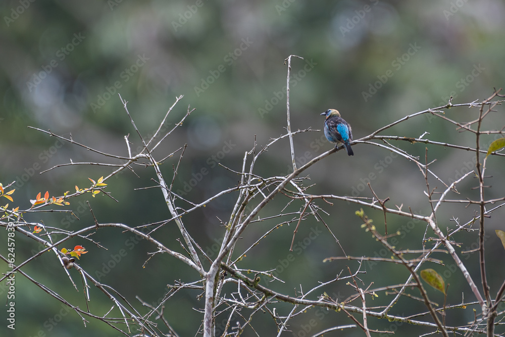 Golden-hooded Tanager