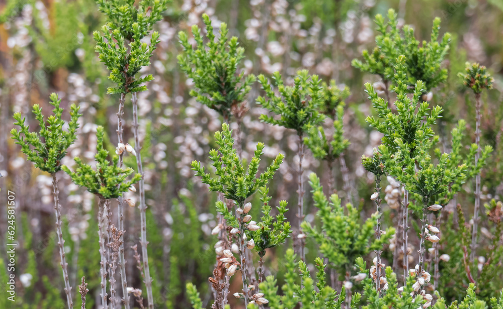 cornish heath plant growing outdoors in summer erica vagans