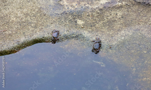 Billede på lærred Two striped shore crabs on the side of a tide pool by the Children's pool in La Jolla, California