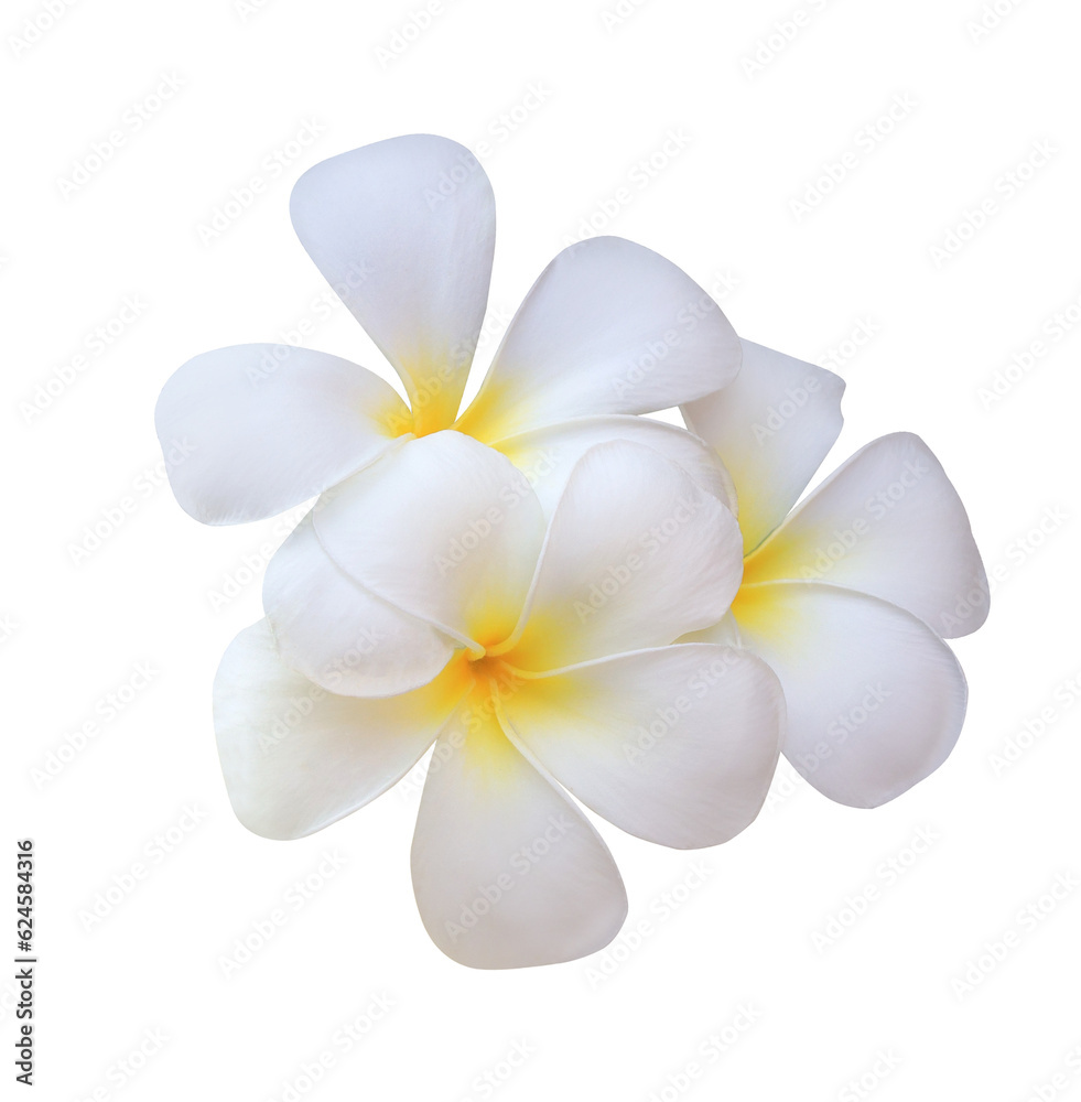 Plumeria or Frangipani or Temple tree flower. Close up white-yellow plumeria flowers bouquet isolated on transparent background.