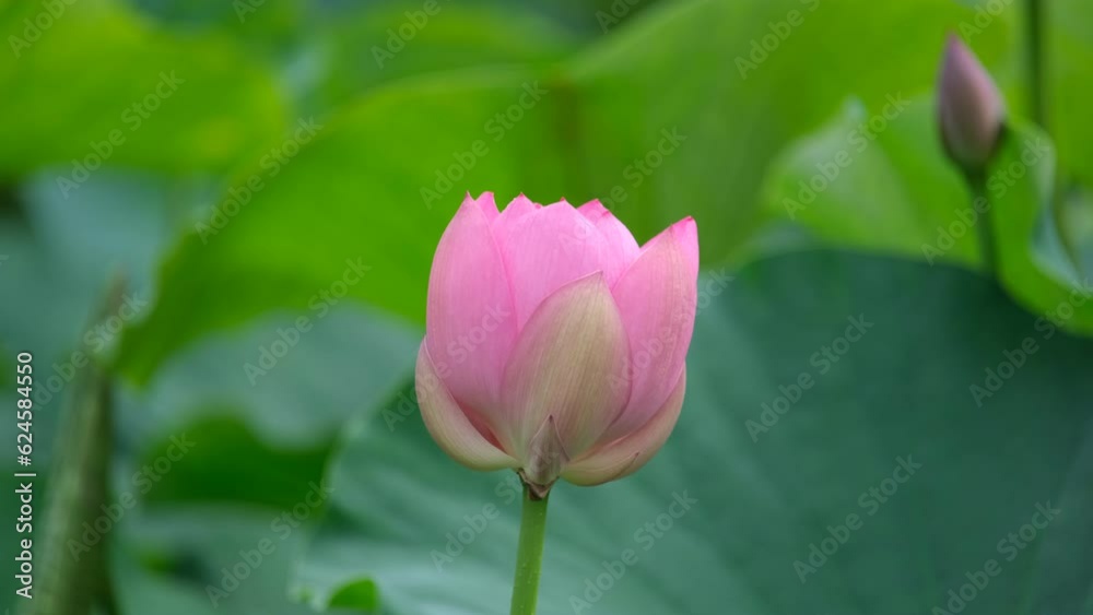 古代蓮の花びら 古代蓮の花びら