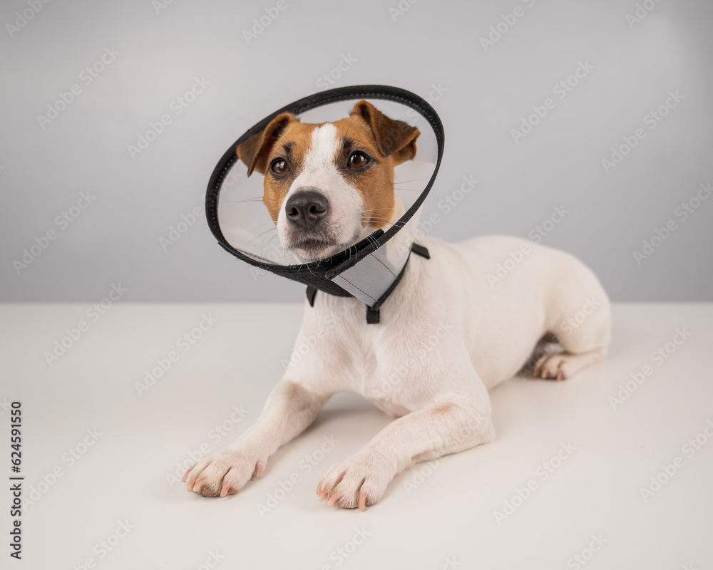 Jack Russell Terrier dog in plastic cone after surgery. 