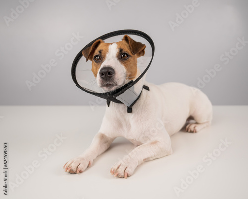 Jack Russell Terrier dog in plastic cone after surgery.  © Михаил Решетников