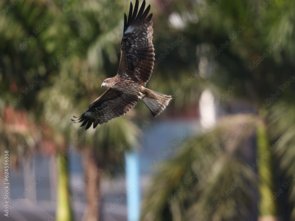 Fototapeta premium a hawk gliding in the sky