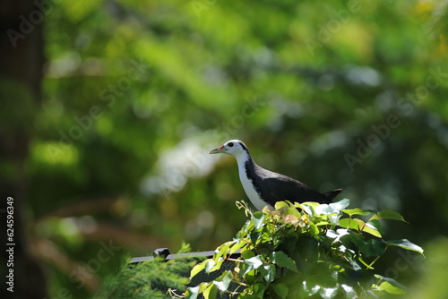 a black-and-white bird standing on a tree branch photo