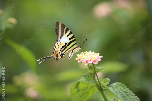 a colorful butterfly collecting nectar from a yellow and pink flower