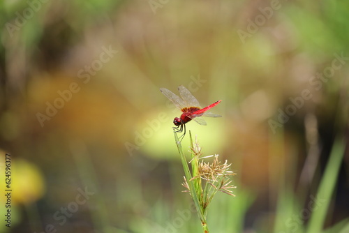 a red dragonfly standing on a leaf © TomtheLensman