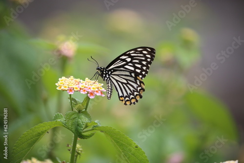 a colorful butterfly collecting nectar from a yellow and pink flower © TomtheLensman