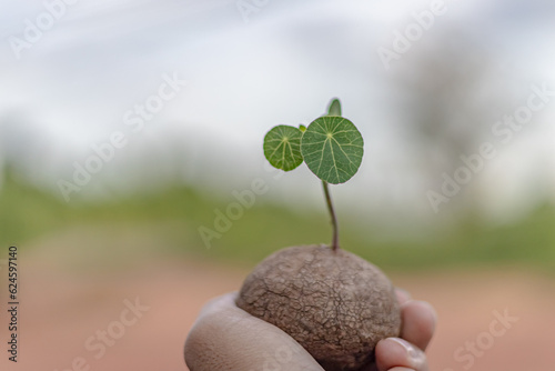 Female hand holding Stefania erectacreb, isolated, minimalist style indoor plant for home interior, fresh green leaves or vines in cute shapes. Sky
 photo
