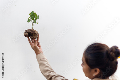 Female hand holding Stefania erectacreb, isolated, minimalist style indoor plant for home interior, fresh green leaves or vines in cute shapes. Sky
 photo