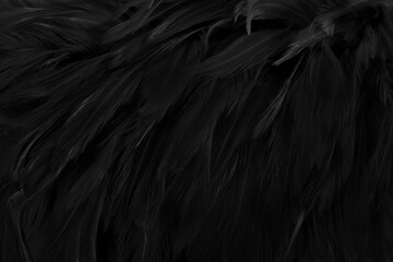 Beautiful black grey bird feathers pattern texture background.