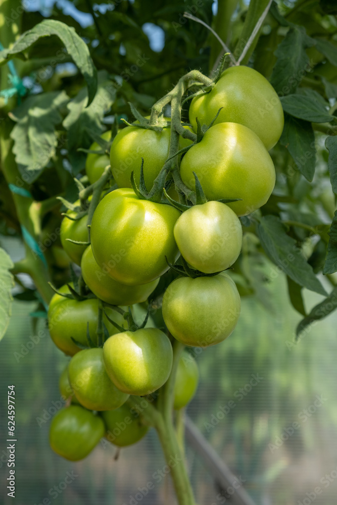 A lot of green tomatoes on a bush in a greenhouse. Tomato plants in greenhouse. Green tomatoes plantation. Organic farming, young tomato plants growth in greenhouse. A lot of green tomatoes on a bush in a greenhouse. Tomato plants in greenhouse. Green tomatoes plantation. Organic farming, young tomato plants growth in greenhouse.