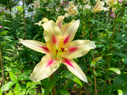 Lilium 'Nymph' white and pink lily flowers