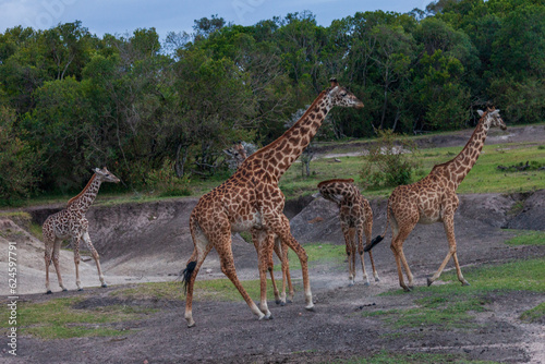Canvas Print giraffes in the wild