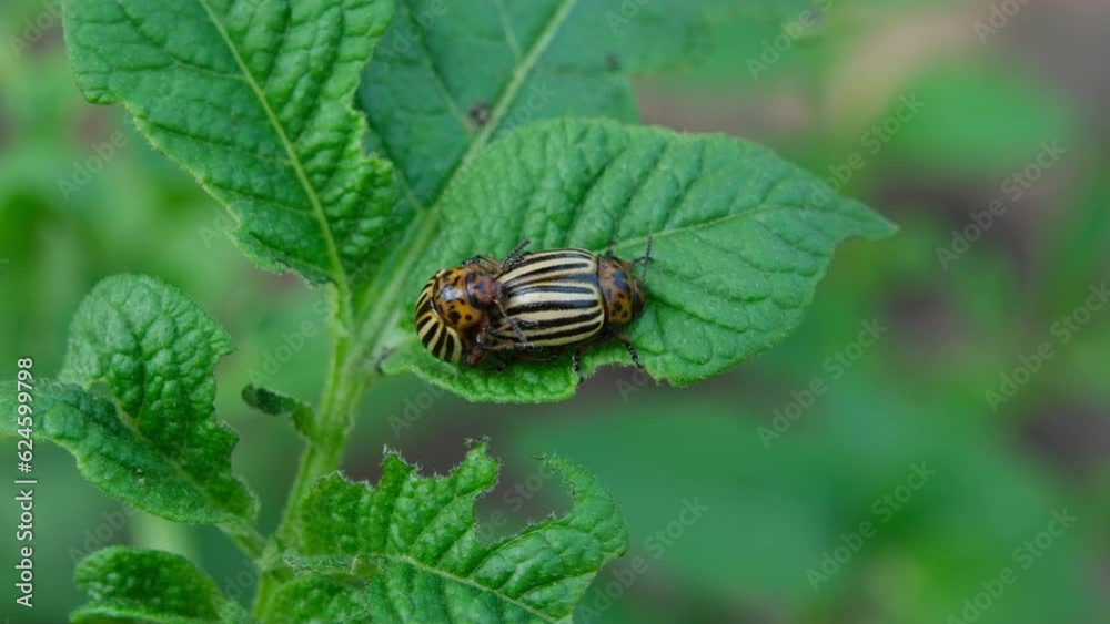 Close up of female and male beetle mating on potato plant leaf while growing vegetables in pesticide free garden. Close up of female and male beetle mating on potato plant leaf while growing vegetables in pesticide free garden.
